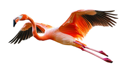 A flamingo in flight. This flamingo is pink with black wingtips. The background is transparent.