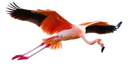A flamingo in flight. This flamingo is pink with black wingtips. The background is transparent.