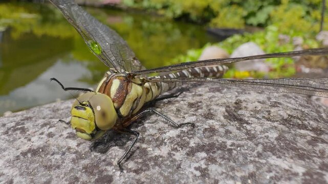 Dragonfly rescued from pond dries wings and cleans eyes with legs &ndash; macro close-up on rock, summer garden