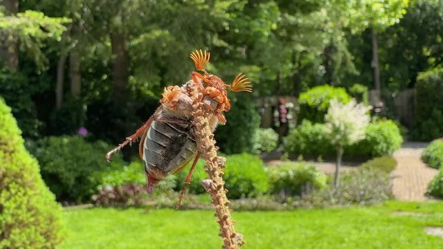 Cockchafer beetle climbs twig, gets tangled in spider silk, approached by baby spiders &ndash; macro close-up in summer garden, camera follows insect