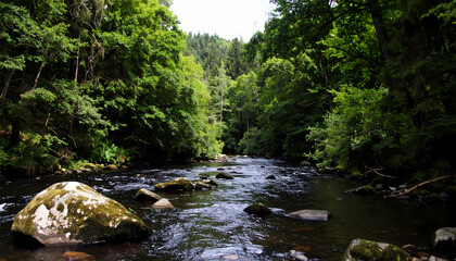 River flowing through lush forest