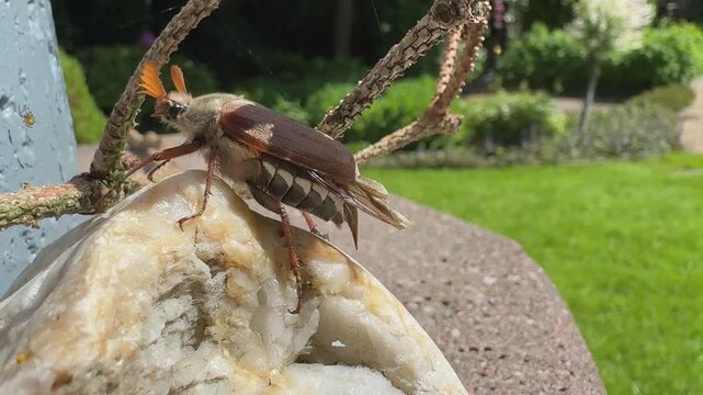 Cockchafer beetle walks over rock and climbs onto twig &ndash; macro close-up in summer garden, camera tracks movement