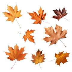 Obraz premium autumn leaves on a transparent background