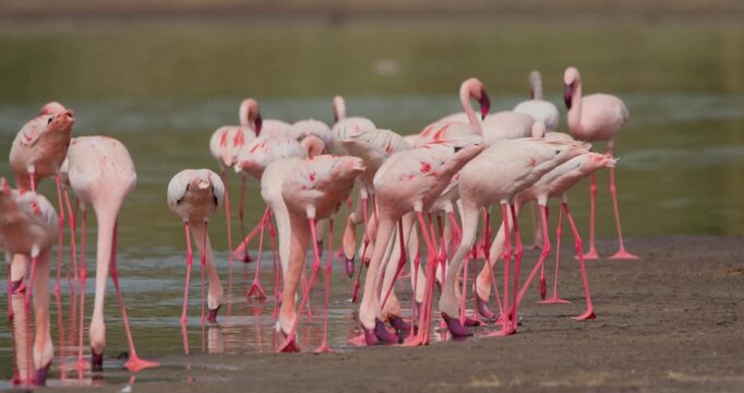 Wide of flamboyance of Lesser flamingo (Phoenicopterus minor) wading on edge of water and ground in afternoon in Kenya