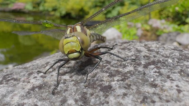 Rescued dragonfly sits on rock trembling wings to dry before flight &ndash; macro close-up in summer garden