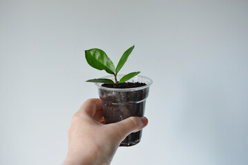 Hand holding zamioculcas house plant in small plastic glass over white	