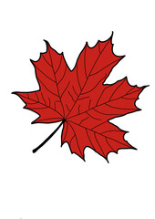 red maple leaf