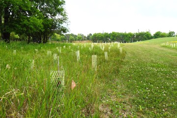 young trees with protective mesh tubes