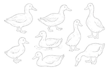 Hand drawn white line art duck set. Various poses of ducks and ducklings vector illustration. Collection of farm bird icons for design. Sketchy animal poultry symbols.