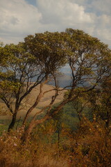 trees and sky