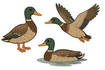 Vector set of male mallard ducks in different poses. Standing, flying, swimming drake bird. Wild animal waterfowl character for nature design. Cartoon isolated illustration.