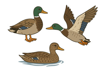 Vector set of mallard ducks. Male drake and female duck in different poses: standing, flying, and swimming. Wild bird, waterfowl illustration for nature and wildlife design.