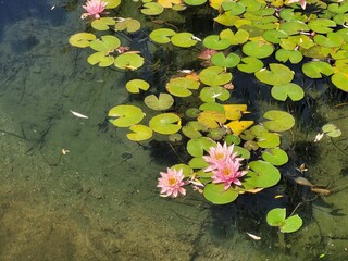 Water lilies in the pond