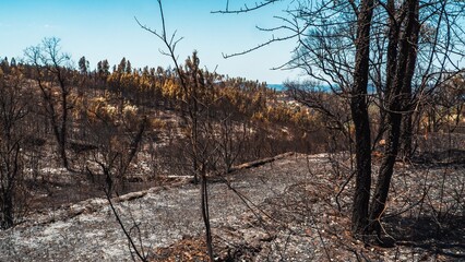 Scorched forest aftermath of wildfires under a blue sky in Pedrogao Grande, Portugal.
