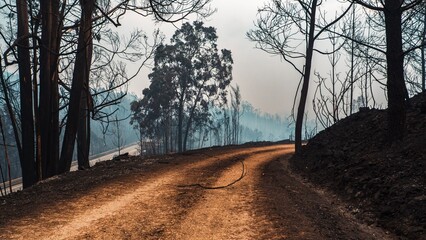 Road lined with trees during the 2017 wildfire in Pedrogao Grande, Portugal