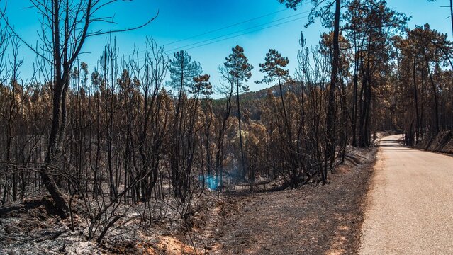 Burnt forest landscape in Pedrogao Grande, Portugal after the 2017 wildfires.