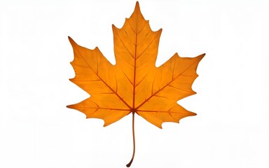 Obraz premium Orange maple leaf isolated on transparent background. Autumn dry leaf. High quality