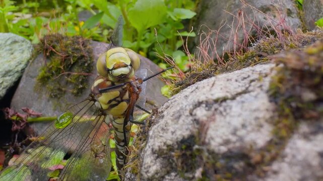 Dragonfly cleans eyes with legs and turns head &ndash; extreme macro close-up of insect grooming behavior