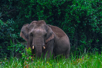 Fototapeta premium Title: Elephants are large mammals and are the largest land animals. Wild elephants eat plants. They are big, have a small head, big legs, and have a trunk that reaches to the ground. That trunk is th