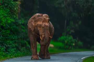 Title: Elephants are large mammals and are the largest land animals. Wild elephants eat plants....