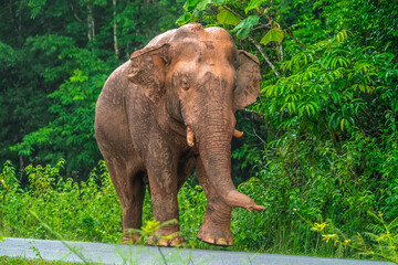 Obraz premium Its body is gray, its snout is called the trunk. The trunk of the Asian elephant has only one beak. Nakhon Ratchasima, Thailand. 