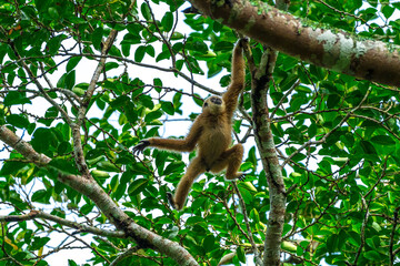 White-handed gibbon or Gibbons on trees, gibbon hanging from the tree branch. Animal in the wild, KhaoYai National Park, Thailand.