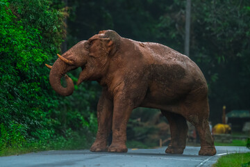 Elephants are large mammals and are the largest land animals. Wild elephants eat plants. They are big, have a small head, big legs, and have a trunk that reaches to the ground. That trunk is the nose.