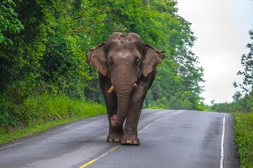 Obraz premium Elephants are large mammals and are the largest land animals. Wild elephants eat plants. They are big, have a small head, big legs, and have a trunk that reaches to the ground. That trunk is the nose.