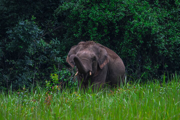 Elephants are large mammals and are the largest land animals. Wild elephants eat plants. They are...