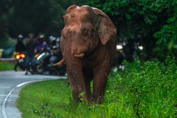 Elephants are large mammals and are the largest land animals. Wild elephants eat plants. They are...