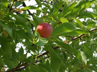 Close-Up of Ripe Red Princess Kay Plum Hanging Among Green Leaves in Summer, Colorado
