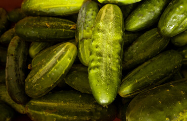 Cucumbers from above. Cucumber harvesting.