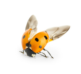 Cute ladybug with open wings on white background