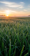 Serene sunrise over dewy grass field capturing the beauty of early morning nature