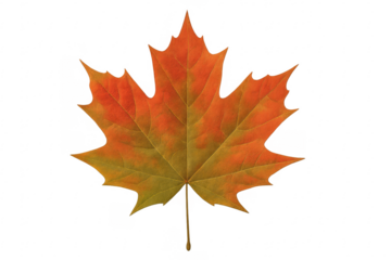 Colorful maple leaf showing autumn colors on transparent background