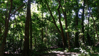 Fototapeta premium Green lush forest canopy
