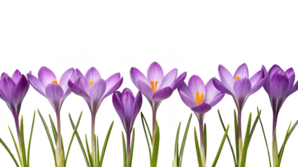 purple crocus flowers isolated on transparent background