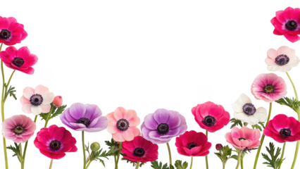  colorful anemone flowers isolated on transparent background