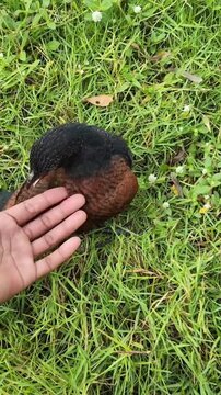 Vertical Video &ndash; Greater Coucal in Morning Light