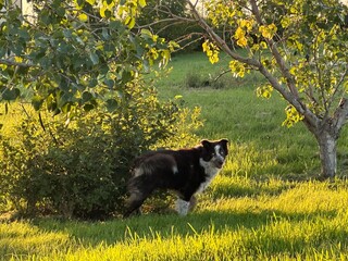 Australian Shepherd, border collie, dog in the field