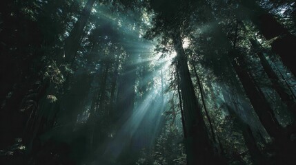 Obraz premium Sunlight filtering through a dense forest.