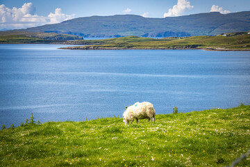 grazing sheep, loch harport, isle of skye, skye, hebrides, highlands, scotland, uk 