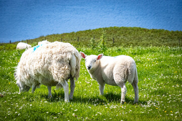 Fototapeta premium grazing sheep with lamb, loch harport, isle of skye, skye, hebrides, highlands, scotland, uk 