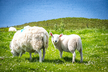 grazing sheep with lamb, loch harport, isle of skye, skye, hebrides, highlands, scotland, uk 