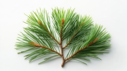 Naklejka premium Close-up pine branch