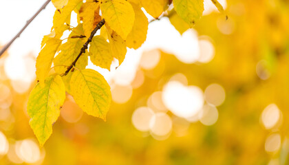 Fototapeta premium Golden Autumn Leaves Against a Soft Blurred Background in a Warm Natural Setting