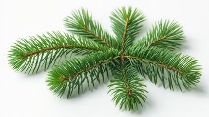 Obraz premium Close-up of pine branch