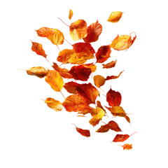 A vibrant cluster of autumn leaves, swirling and falling against a black background.  Colors range from deep reds to oranges and yellows