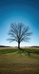 Obraz premium Solitary, leafless tree stands in a verdant field against a vibrant blue sky, casting a long shadow