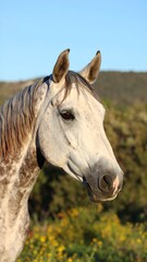 Obraz premium Close-up profile of a light gray horse with dark markings, set against a blurred background of yellow flowers and hills under a clear blue sky